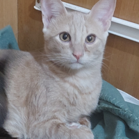Gattini adottabili