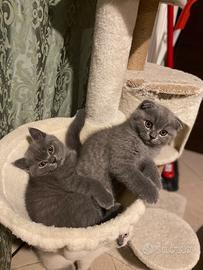 Gattini scottish fold dolcissimi