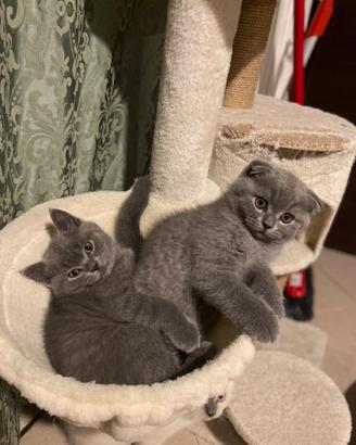 Gattini scottish fold dolcissimi