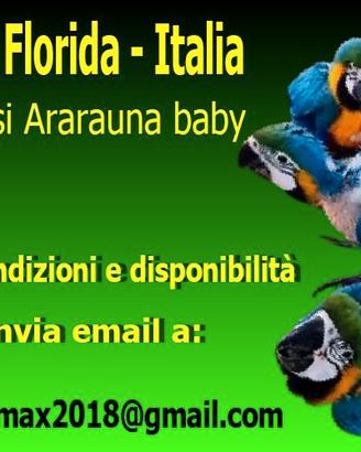 Ara ararauna baby