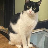 Giulietto gatto bianconero di 3 anni