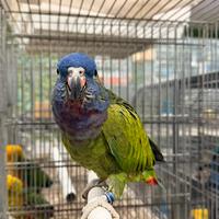 Pionus menstrus femmina