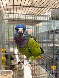 Pionus menstrus femmina