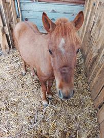 Pony