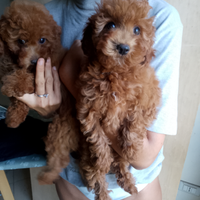 Barboncini nani e toy