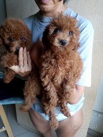 Barboncini nani e toy