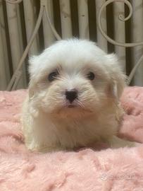 Maltese