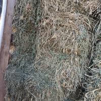 Foraggio veccia e avena