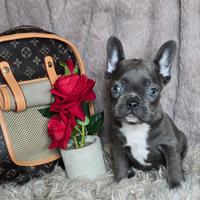 Bulldog francese blu