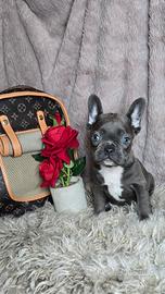 Bulldog francese blu