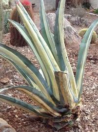 Piante grasse siciliane Agave americana medio-pict