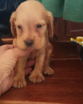 Cocker inglese