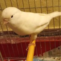 Canarini coppia