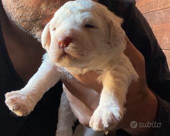 Cuccioli Lagotto romagnolo