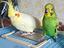 Immagine 1