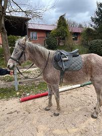 Pony Angloaraba 147cm