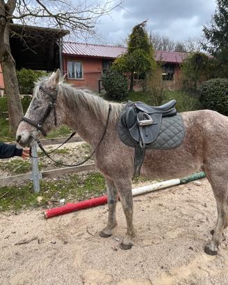 Pony Angloaraba 147cm