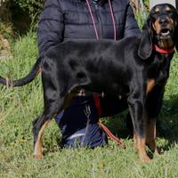 Un tesoro a 4 zampe aspetta la sua famiglia