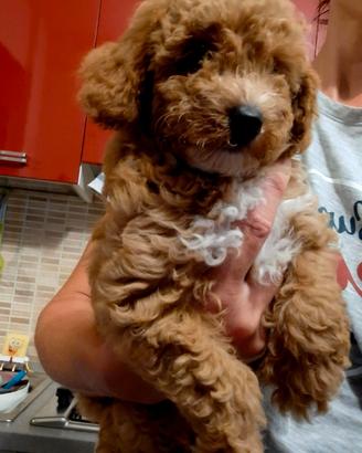 Cuccioli di barboncini
