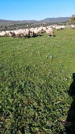 Pecore comisane gravide