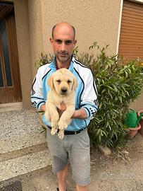 Cucciola di Labrador Retriever