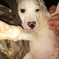 Cuccioli per bimbi piccoli