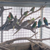 Uccelli