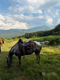 Cavallo