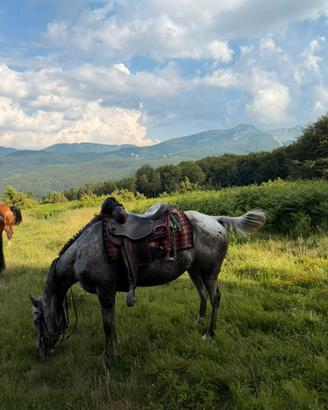 Cavallo