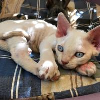 DevonRex