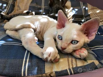 DevonRex