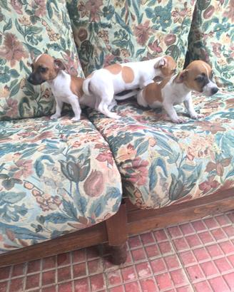 jack Russell 