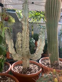 Cactus euphorbia