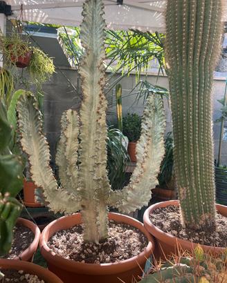 Cactus euphorbia