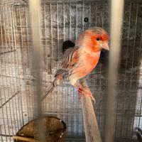 Canarini e pappagalli