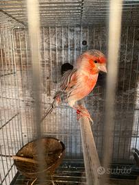 Canarini e pappagalli