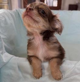 Chihuahua Toy e Minitoy pelo lungo