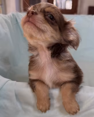 Chihuahua Toy e Minitoy pelo lungo