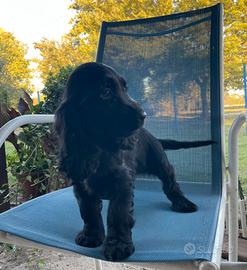 Cuccioli di cocker