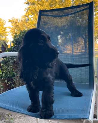 Cuccioli di cocker