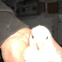 Pulcini e galline