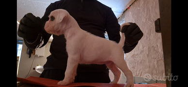 Boxer bianco toppato