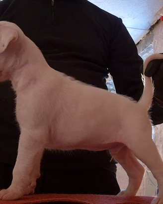 Boxer bianco toppato