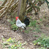 Galline ornamentali Olandese Nana