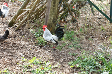 Galline ornamentali Olandese Nana