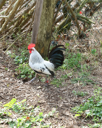 Galline ornamentali Olandese Nana