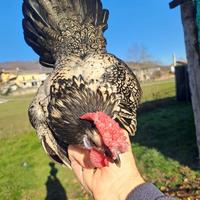 Galline americane