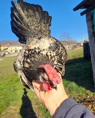 Galline americane