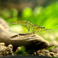 Caridine Davidi wild e piante acquario