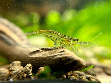 Caridine Davidi wild e piante acquario